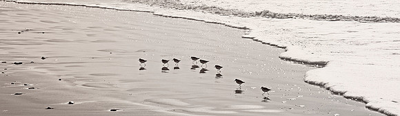 Banna Beach Sandpipers