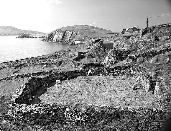 West Kerry Field With Sheep