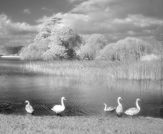 Ross Swans