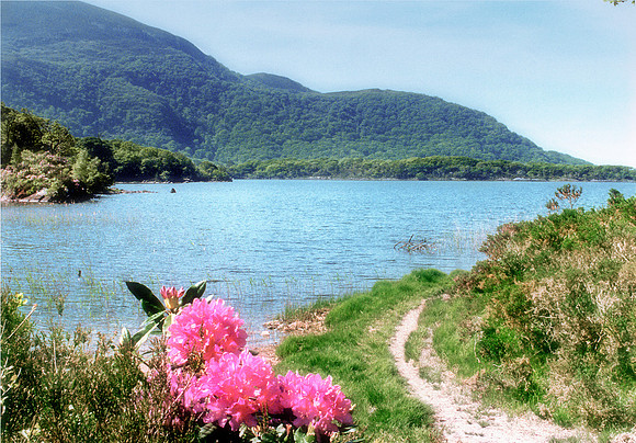 Lough Lein & Rhododendron