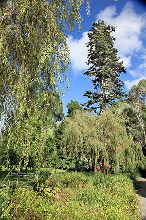 Muckross Tree Life