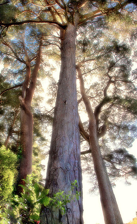 Muckross Tree Sunlight