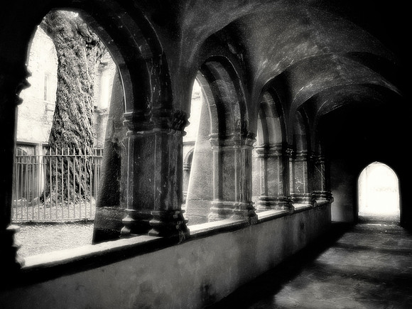 Cloisters & Yew Tree, Muckross Abbey, Killarney