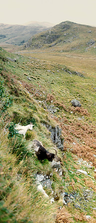 Molls Gap Wild Goats