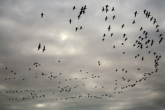 Brent Geese, Tralee Bay