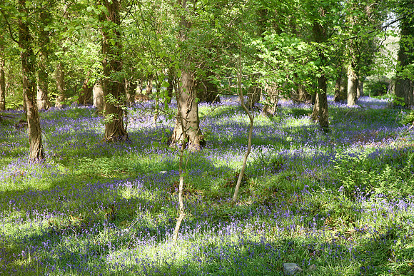Muckross Bluebells