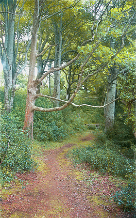 Innisfallen Island Woodpath