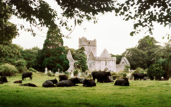 Muckross Abbey Cows